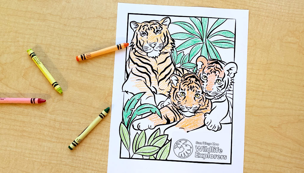 Tiger family coloring page