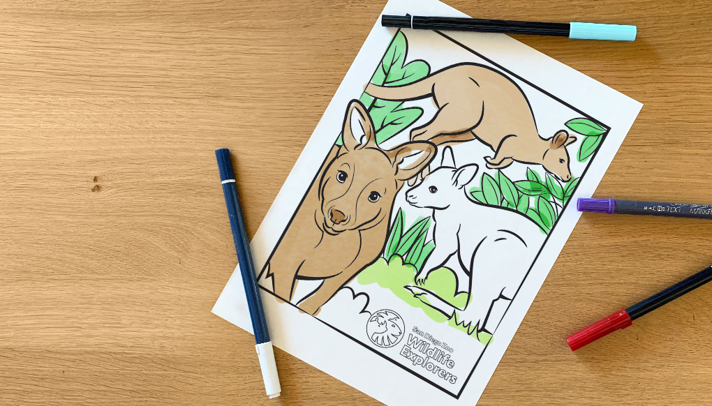 Coloring Page: Kangaroos and Wallabies