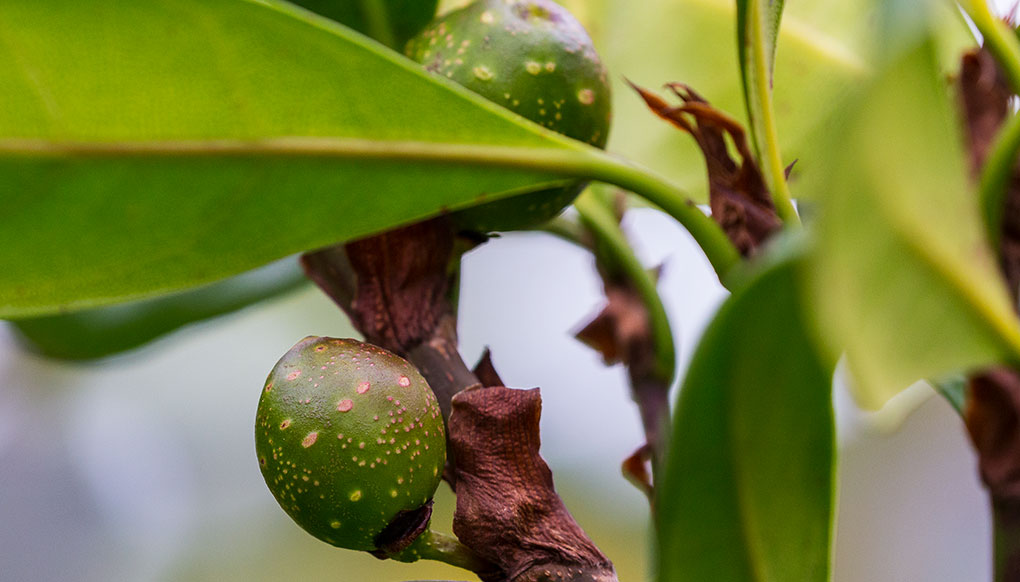 Ficus-figs