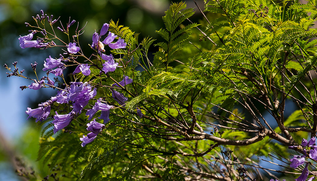 Jacaranda | San Diego Zoo Wildlife Explorers