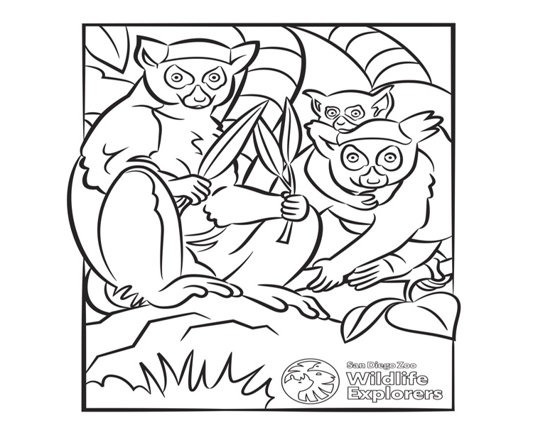 ring-tailed lemurs line art