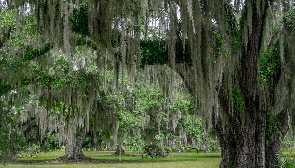 Spanish Moss Nature