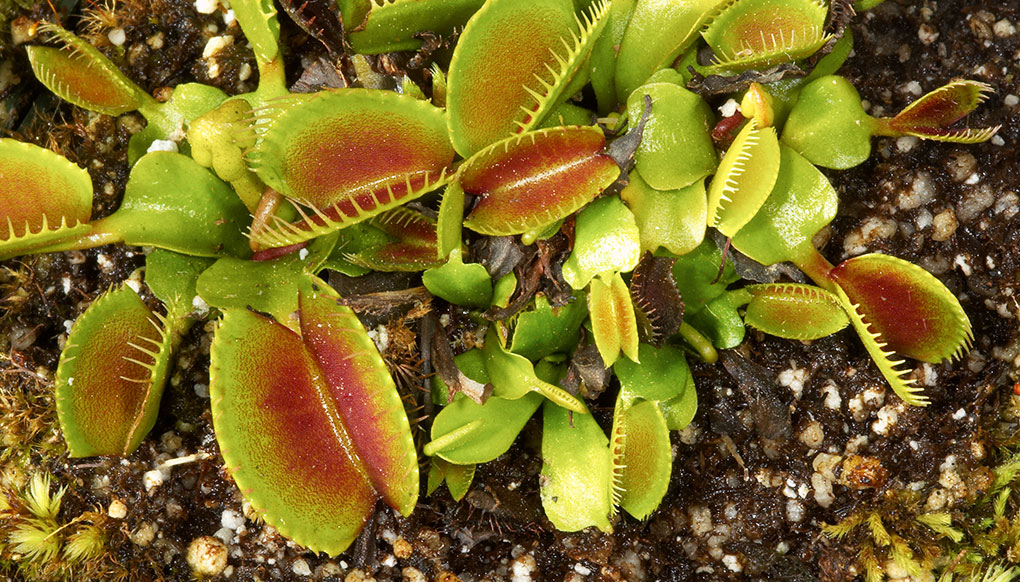 Venus Flytrap  San Diego Zoo Wildlife Explorers