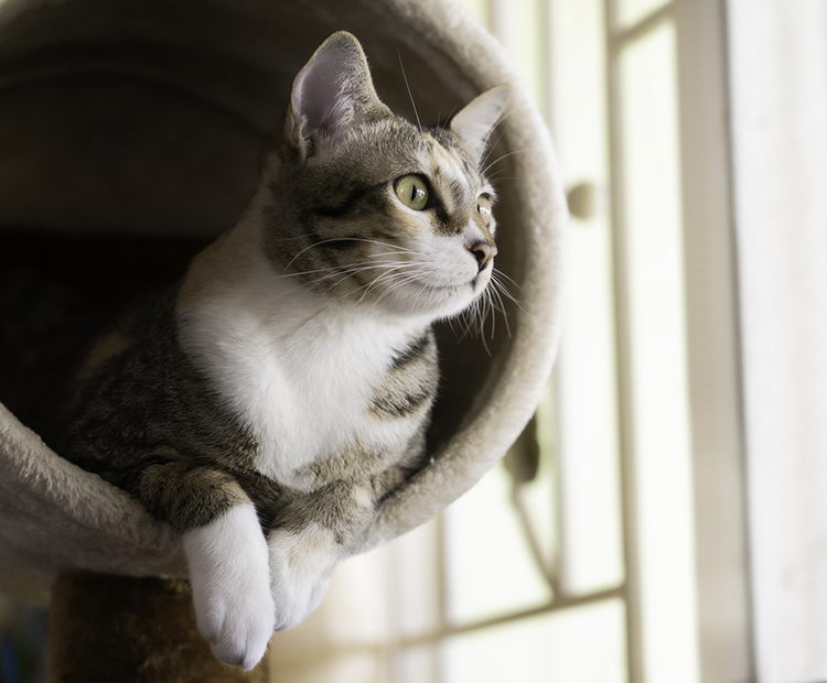 cat sitting in perch