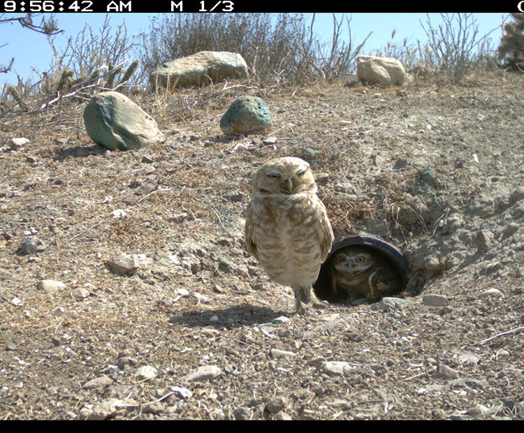 burrowing owls in a live cam