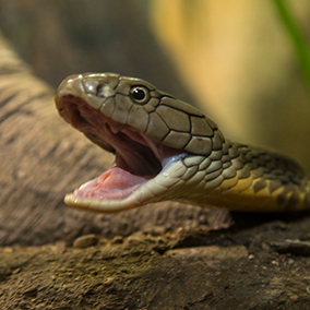 Closeup of King Cobra sanke with its mouth open.