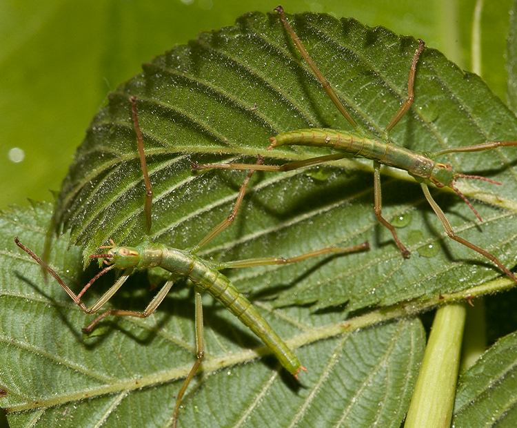 Two green Lord Howe Island Stick Insects sitting on the underside of a green leaf.