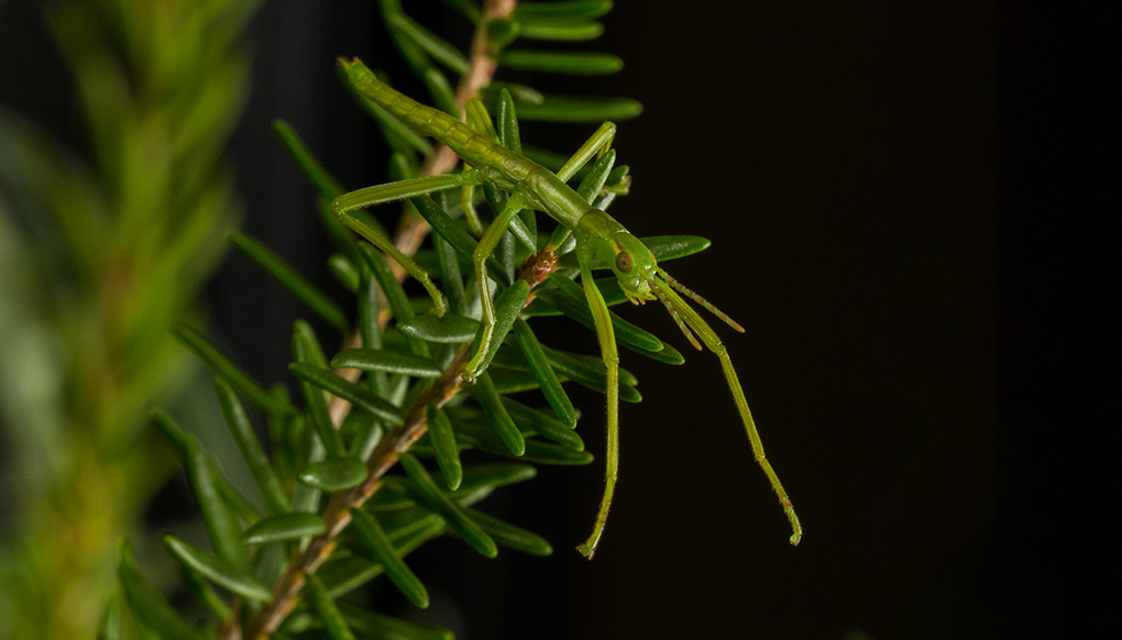 Closeup of a Green Lord Howe Island Stick Insect sitting in a pine tree.