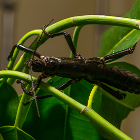 A brown Lord Howe Island stick insect holding onto foliage