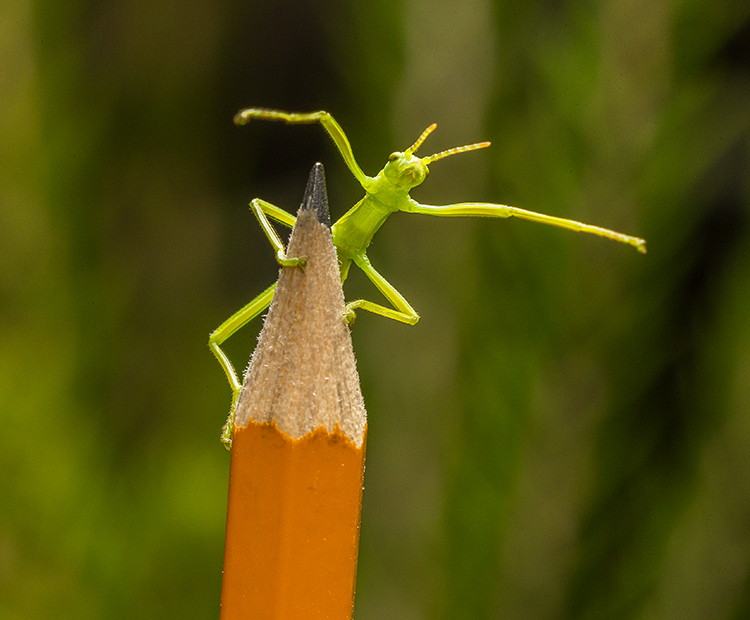 A tiny Lord Howe Island Stick Insect standing on the end of a pencil.