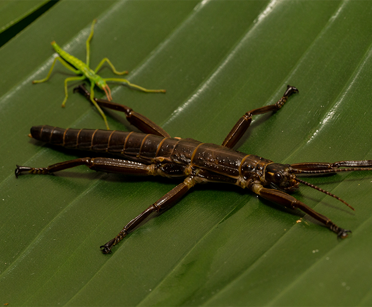One large, brown and one small, green Lord Howe Island Stick Insect sitting on a leaf.