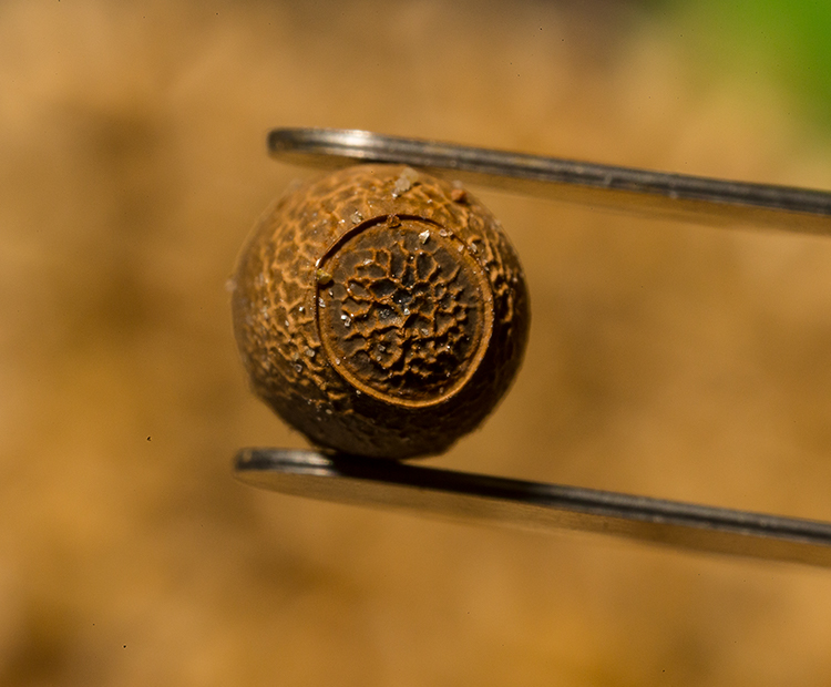 Closeup of a Lord Howe Island Stick Insect egg held by forceps.