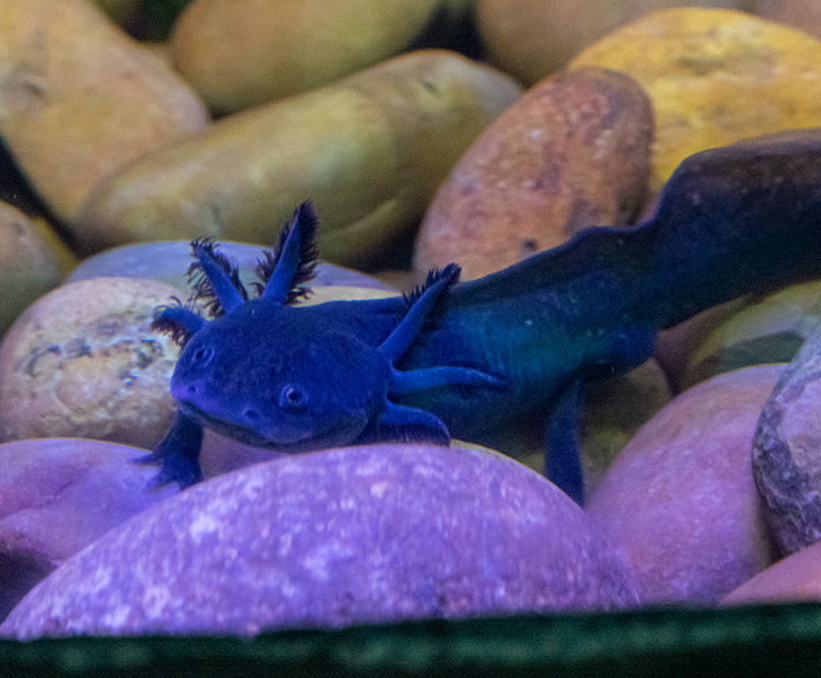 Black axolotl sitting on rocks under the water.