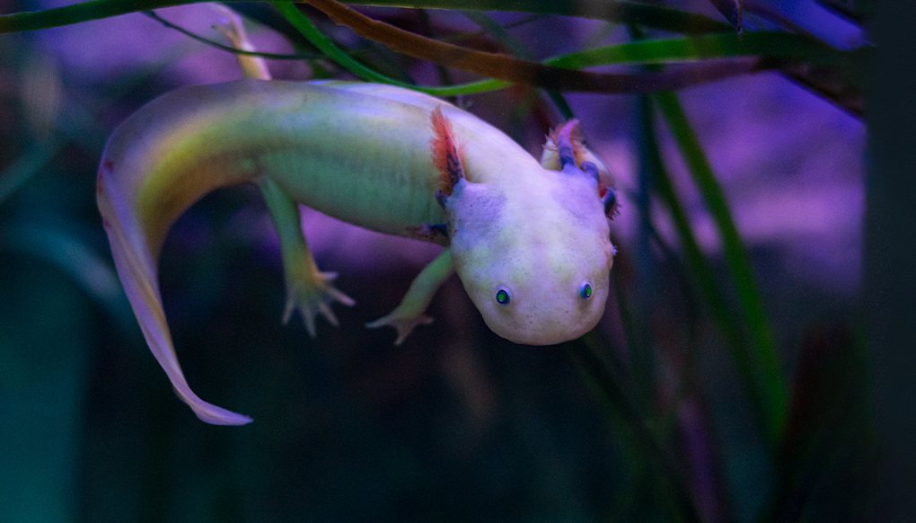 Axolotl floating in water. 