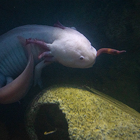 An Axolotl eating a worm.