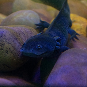 Black Axolotl sitting between rocks with its gilled pulled back.