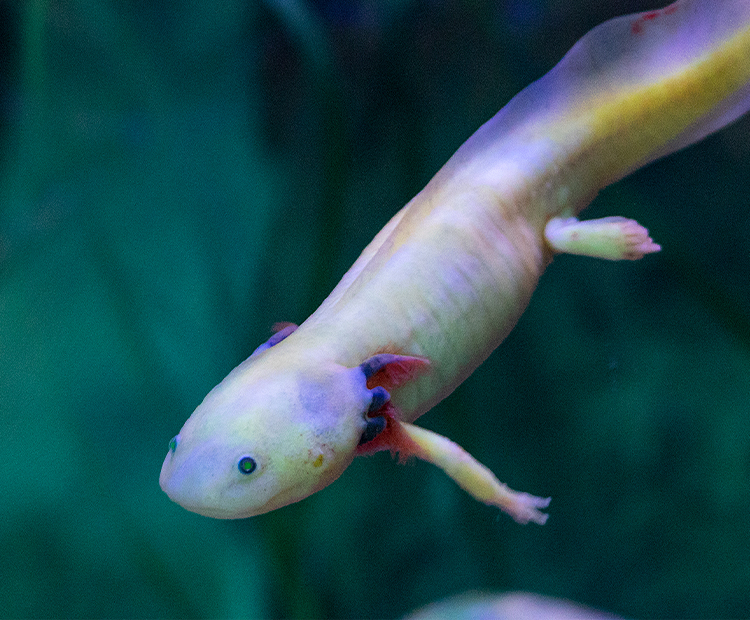 Axolotl floating in water, legs extended.