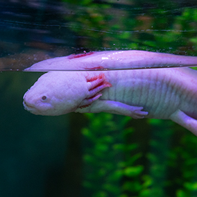 Axolotl floating close to the surface of the water.