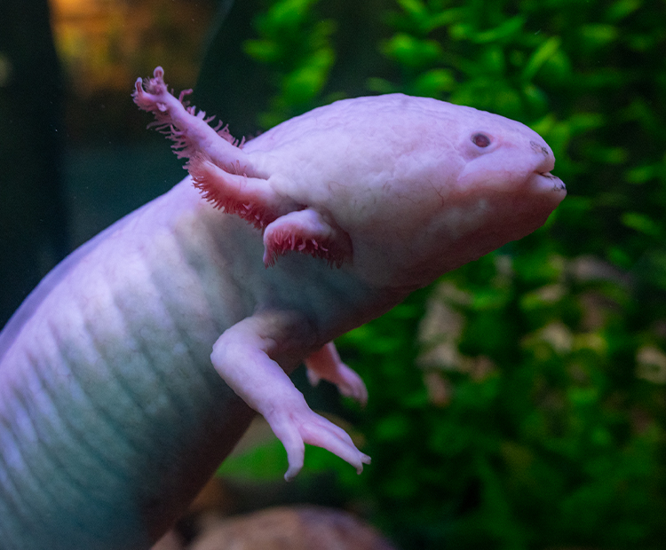 Sideview of Axolotl floating in water.