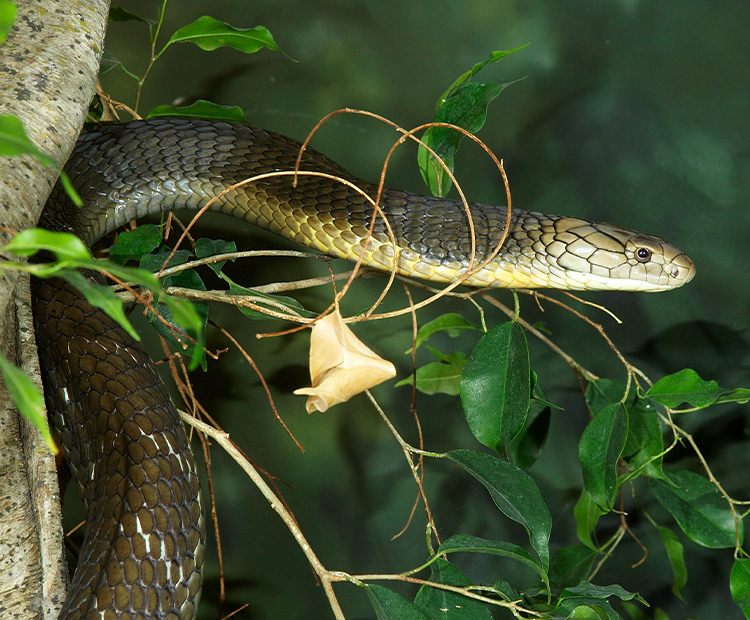 King cobra snake leaning out from a tree