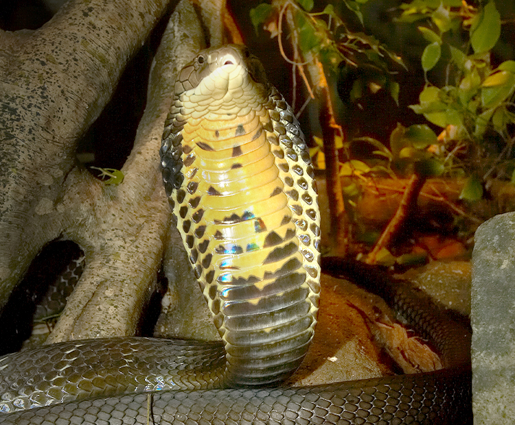 King Cobra snake with its neck flattened into a hood shape. 