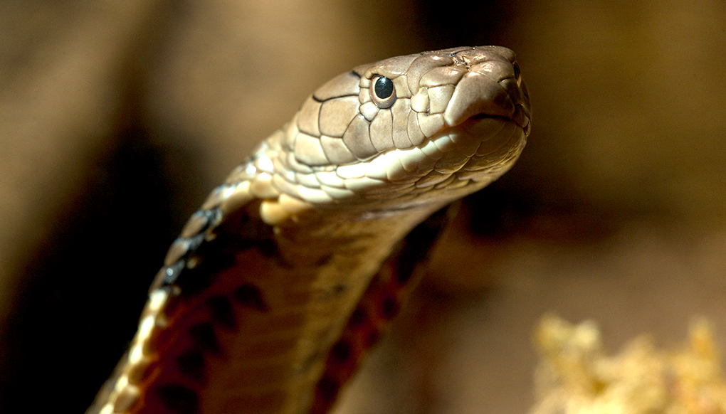 Close-up of King Cobra head. Its scales are brown, tan, and black. It's neck is partially flattened into a hood shape.