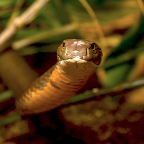 King Cobra snake looking straight ahead. Its emerging from the foliage in the backgrounds. Its scales are brown, beige, and yellow.