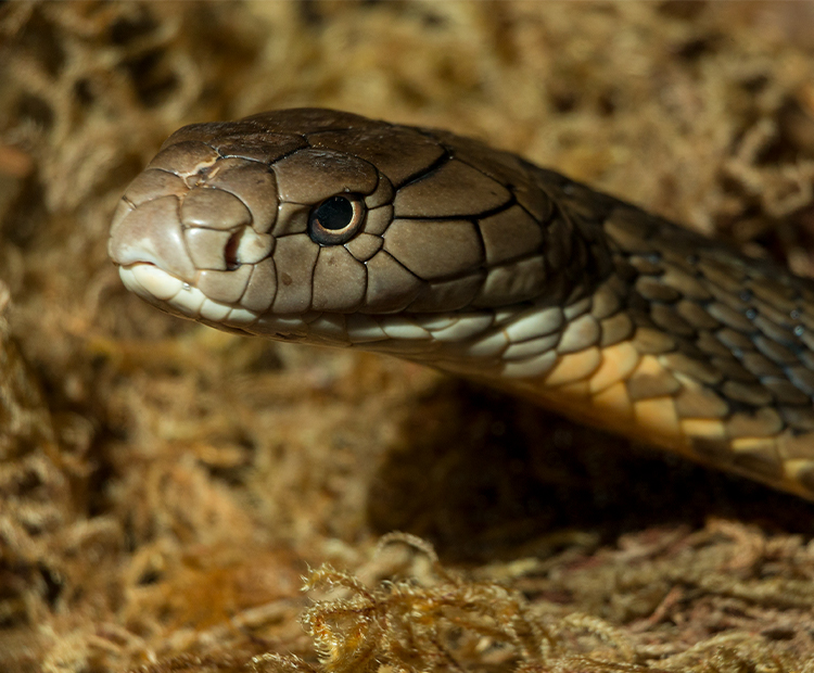 Close-up of a King Cobra snake sitting on brown foliage