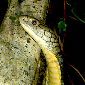Close-up of King Cobra climbing a brown and grey tree trunk. The snake's scales are tan, beige, yellow, and black. 