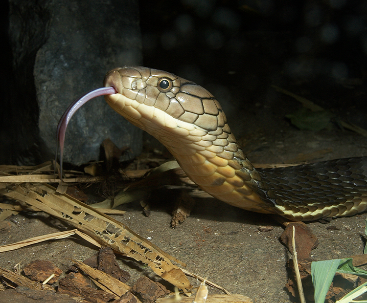 Close-up of King Cobra snake on the ground with its tongue out