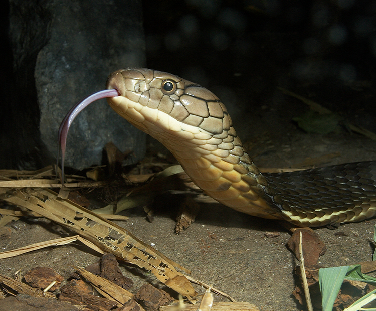 How king cobras build their nests - Discover Wildlife