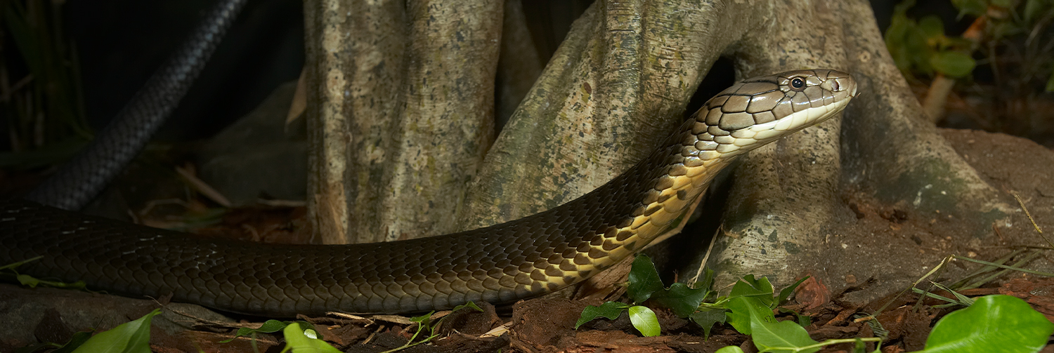 Sideview of a King Cobra snake moving across bark in front of the base of a tree. Its scales are beige, yellow, tan, and dark brown.