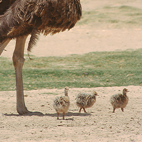 3 ostrich chicks standing under an adult ostrich