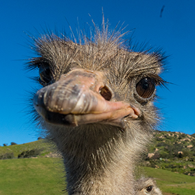 Close-up of an ostrich's face