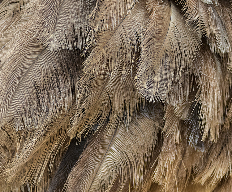 A close-up of ostrich feathers