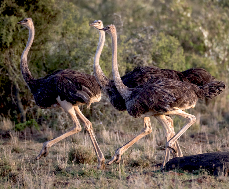 3 ostriches running 