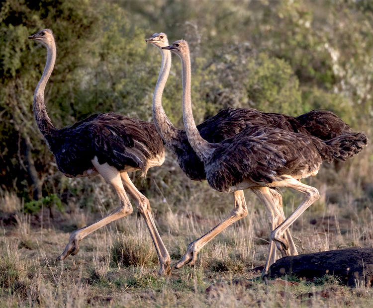 Ostriches Running