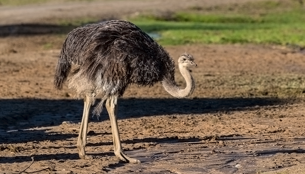 Ostrich standing in habitat with head and neck lowered