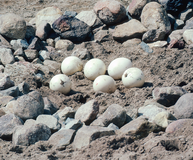 A group of 6 ostrich eggs on the ground, the middle of a circle of rocks