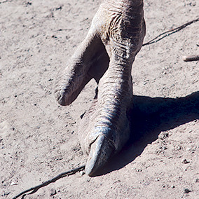 A close-up of an ostrich foot