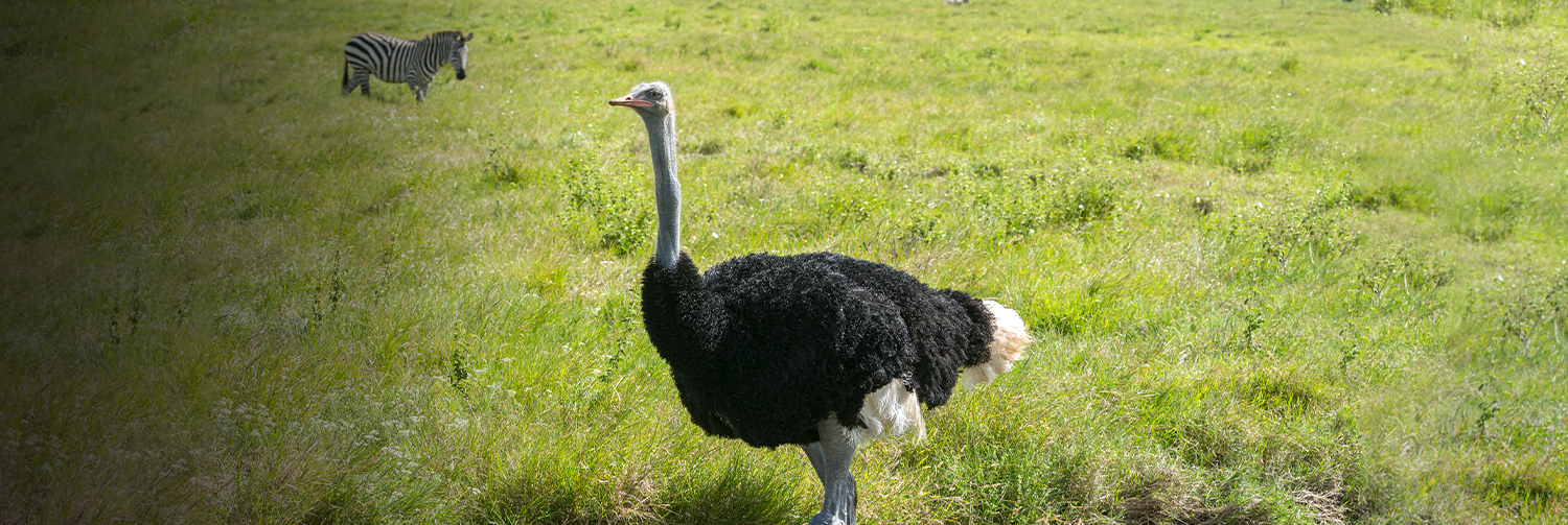 An ostrich walking through a field with a zebra in the background