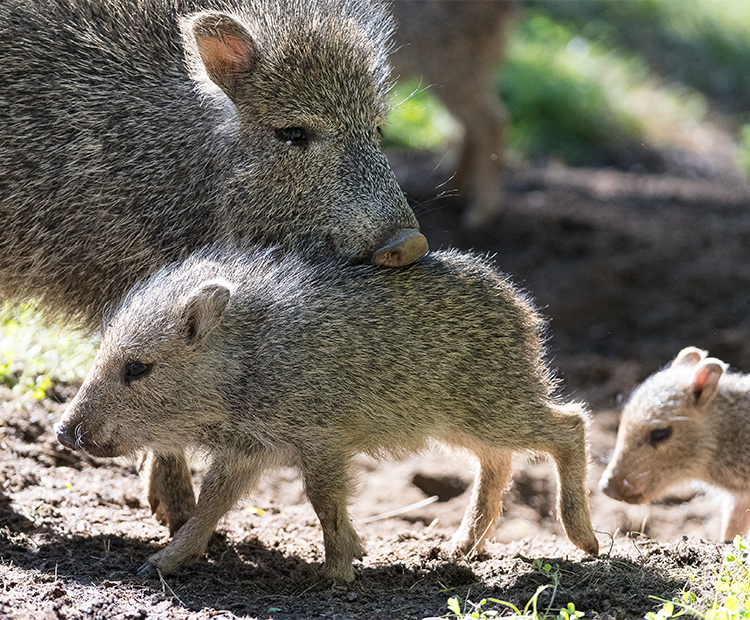 3 peccaries of varying age and size