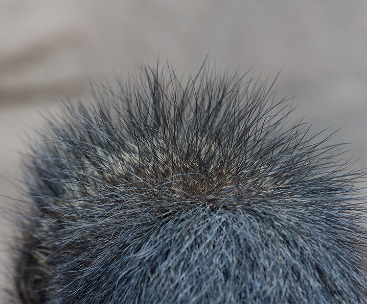Close-up of peccary hair