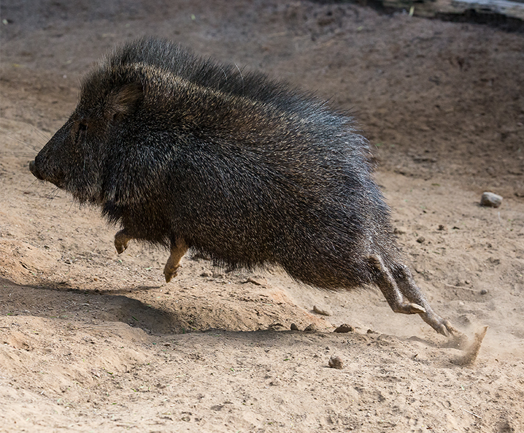 Peccary | San Diego Zoo Wildlife Explorers