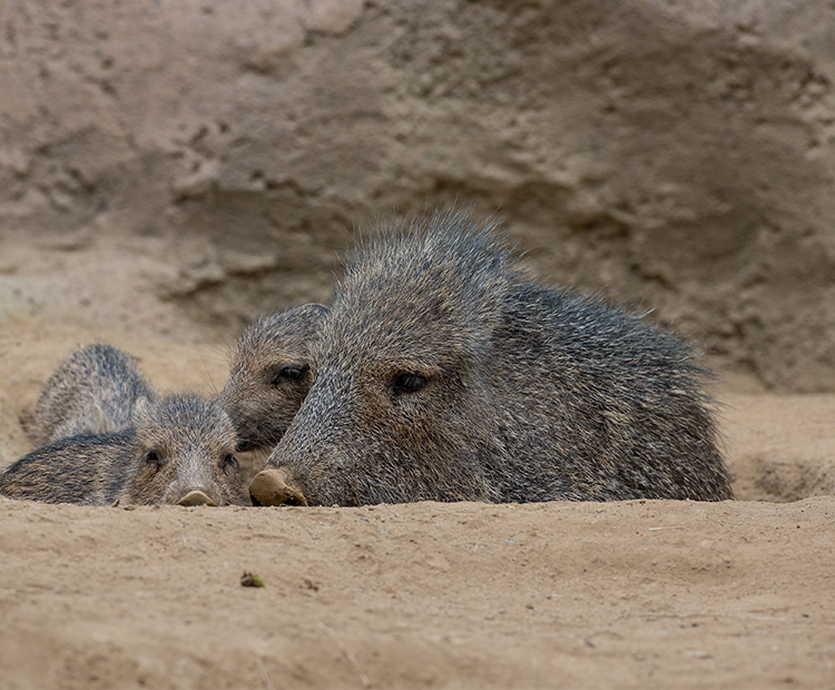 A group of peccaries in a pit