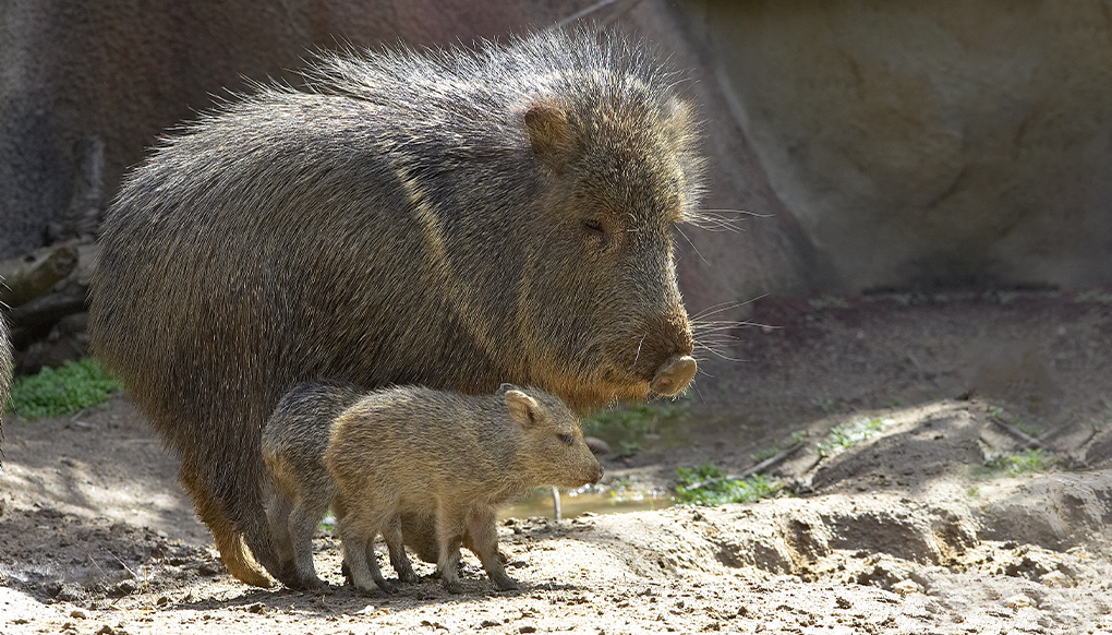 An adult peccary standing next to a baby peccary