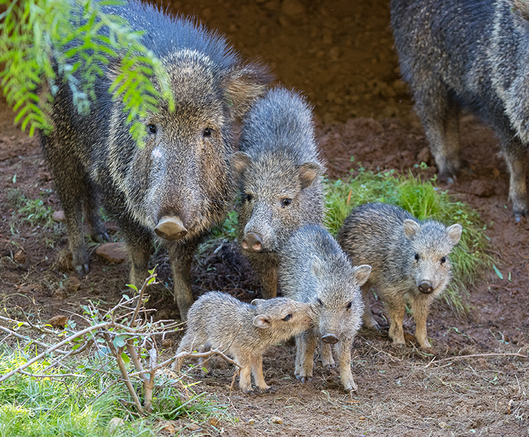 A group of peccaries standing together amongst foliage