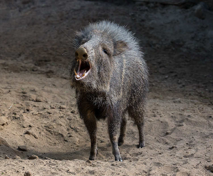 A peccary with its mouth open showing its tusks
