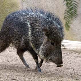 An adult peccary walking