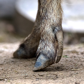 Close-up of a peccary's foot